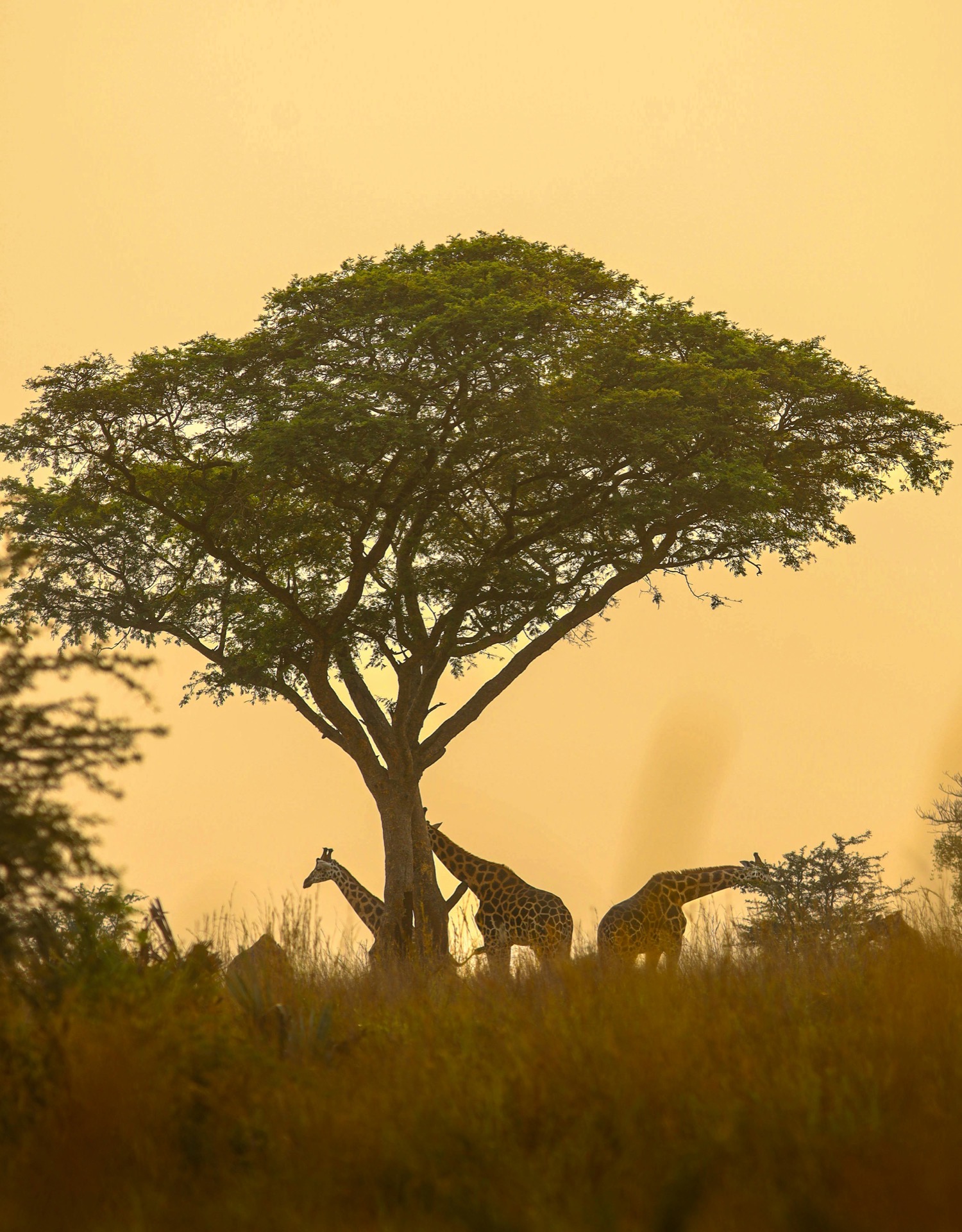 Giraffes grazing under a large acacia tree at sunset in northern Tanzania near Arusha