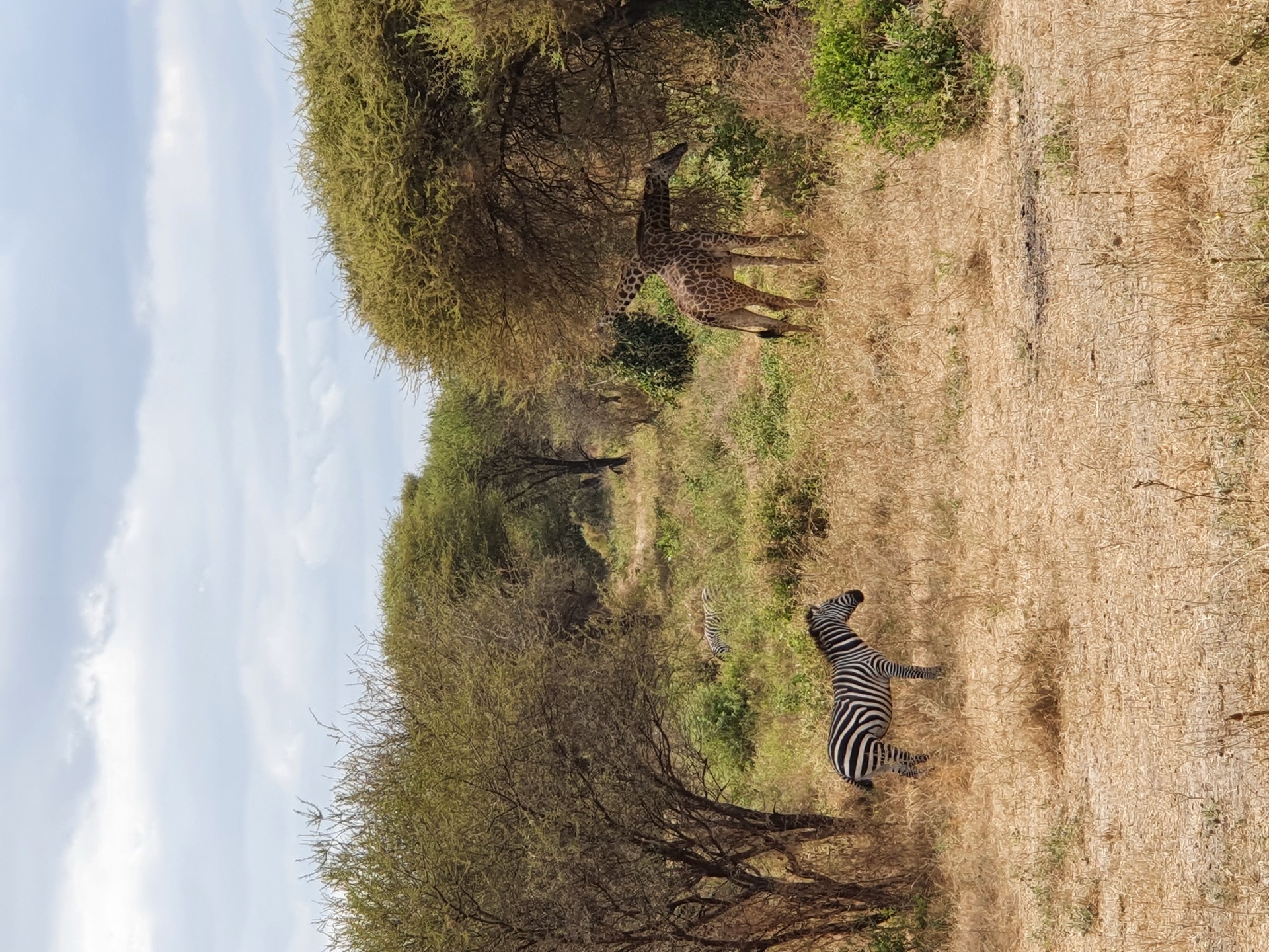Zebra and giraffe together under an acacia tree at golden hour, northern Tanzania near Arusha