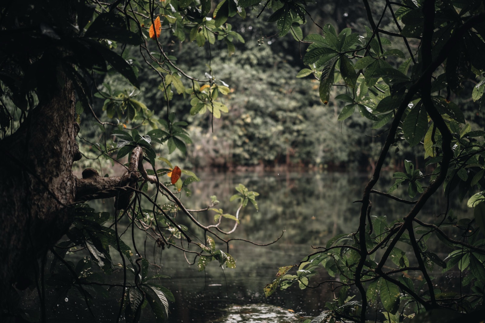 Lush tropical vegetation framing a tranquil body of water on Zanzibar's coast — the setting around Matemwe's boutique lodges